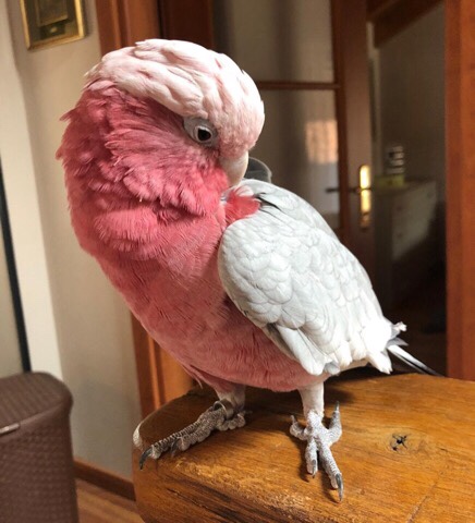 Rose Breasted Cockatoo 