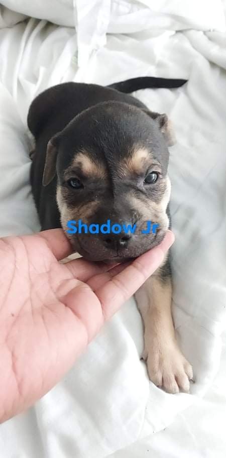 American Pit Bull Terrier – Ready 03/02