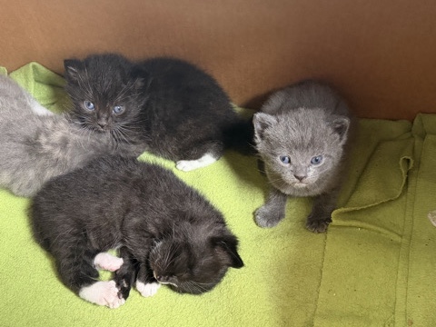 European Shorthair – Katzen – Bad Sobernheim