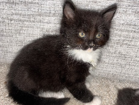 Norwegian Forest cat – Norwegian forest kittens – Chelmsford