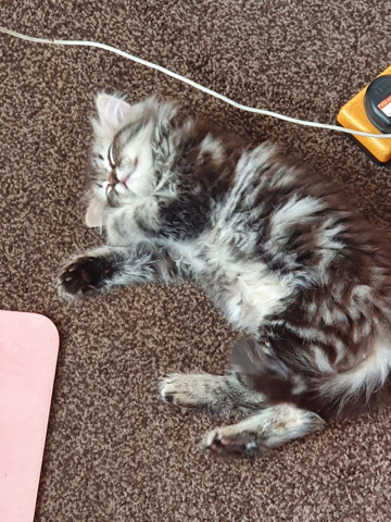 Persian (Modern) – Gorgeous Adorable Persian/Ragdoll for sale