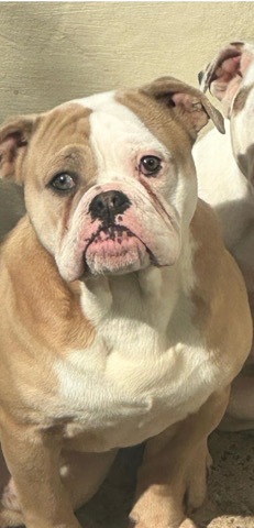 Olde English Bulldogge – male Olde English bulldogge