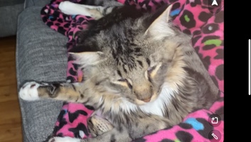 Maine Coon – male maine ****