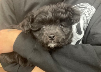 Poodle – Pomapoo puppy for sale