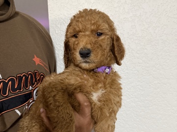 Others - golden doodle puppy available for adoption in Dallas