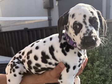 Dalmatian – Purebred Dalmatian 💜 Female Puppy purple – Avondale Heights