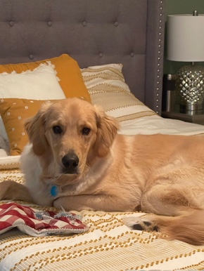 Golden Retriever – 14 month old male golden retriever