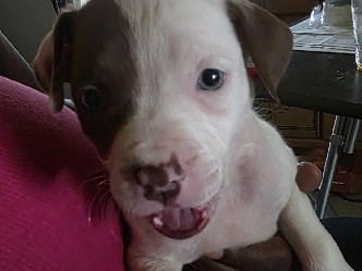 Bull and Terrier – Merle Pit Bully puppy – Wilson