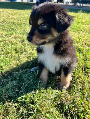Australian Cattle Dog – mini Aussie puppy