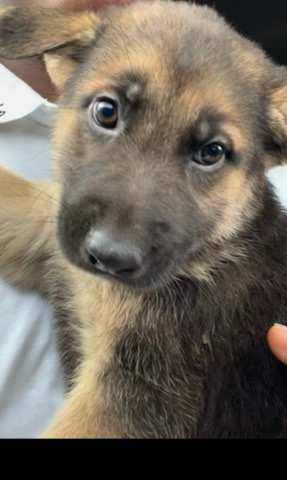 German Shepherd – Full German puppy