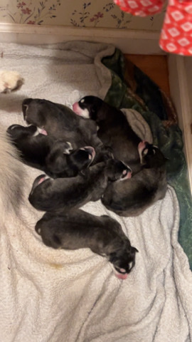 Siberian Husky – Husky Puppies