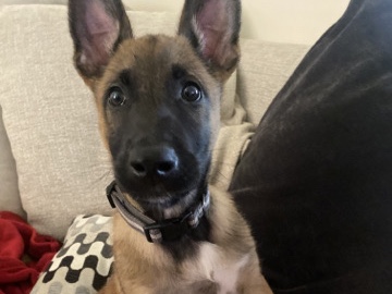 Belgian Shepherd Dog (Malinois) – Belgian Malinois – Ormskirk