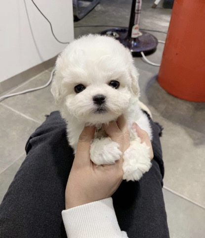 Poodle – Top Quality Teacup Poodle Puppies