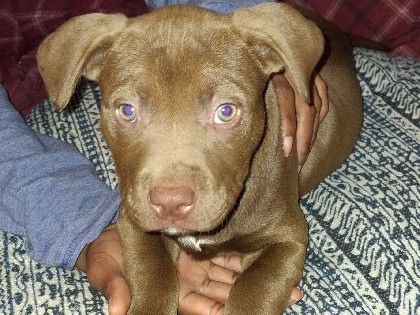 American Pit Bull Terrier – adorable and cute and needs a home – Detroit