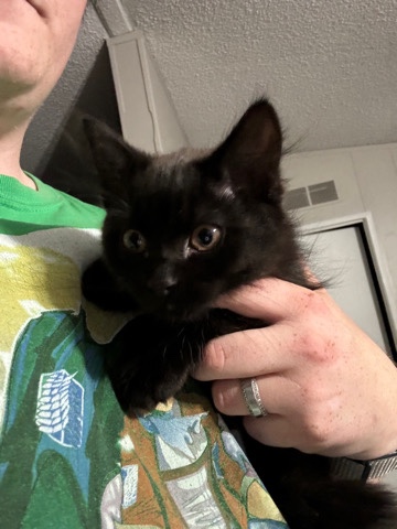 Russian White, Black and Tabby – kitten