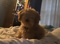 Goldendoodle – Mini Goldendoodle – 1.5 Years Old – Canterbury