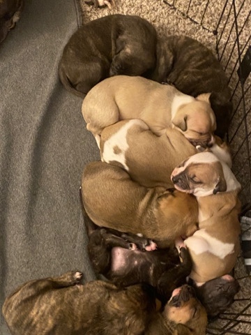 American Pit Bull Terrier – Pitt, mastiff mix puppies