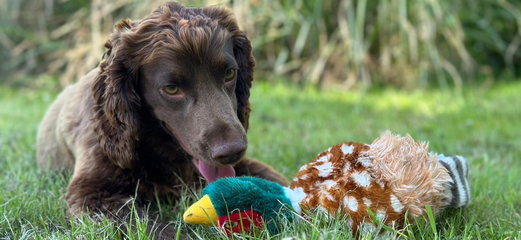 English Cocker Spaniel – cocker spaniel