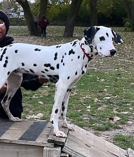 Dalmatian – 9 months Dalmatian