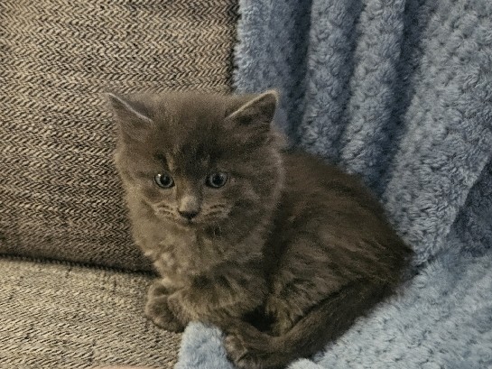 Kittens! – Oregon City
