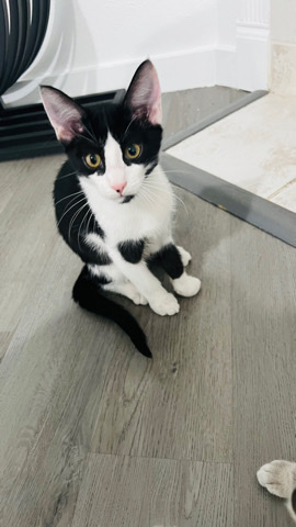 kitten