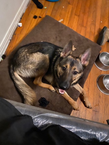 German Shepherd – German Shepard
