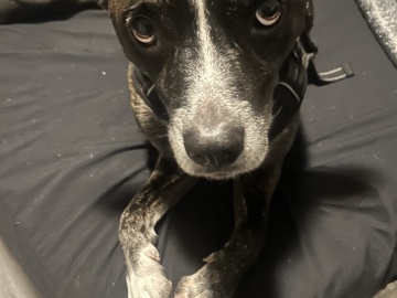 American Pit Bull Terrier – rehome my pit terrior – Nashville