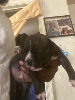 American bully puppies