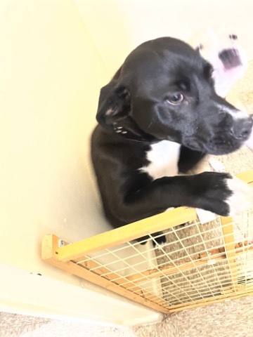pit bull and American bull dog 1 female and 1 male