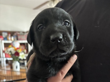Labrador Retriever – Puppies – Doyle