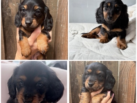 Dachshund – KC reg long haired miniature dachshunds – Portsmouth