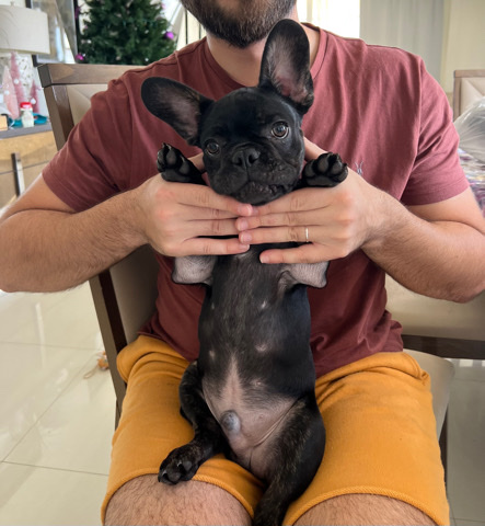 French Bulldog – Frenchie puppy Male