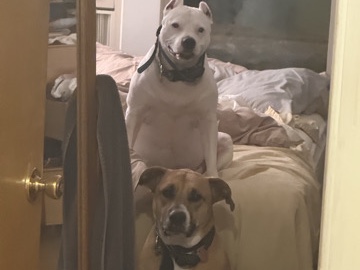 Dogo Argentino – 2 dogs in need of rehoming. – Wauwatosa