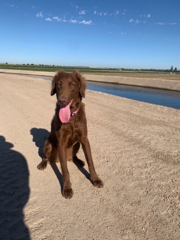 Labrador Retriever – Labradoodle Penny