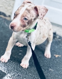 Merle Bully