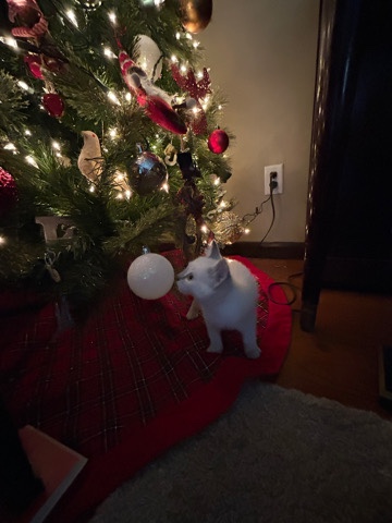 white kitten