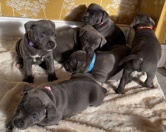 Staffordshire Bull Terrier – Blue Staffordshire bull terrier puppies for sale!