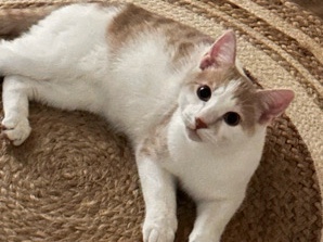 Sweet & Playful Kitten Looking for a Loving Home 🐾