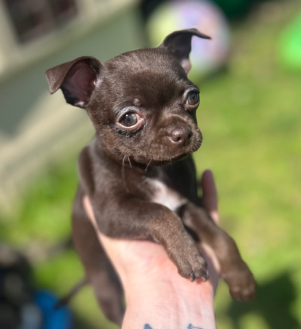 Chihuahua – chihuahua girl puppy