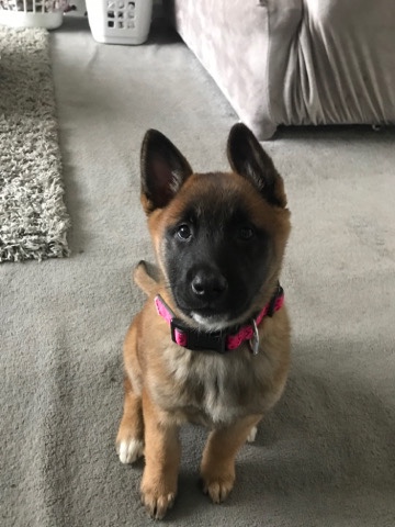 Belgian Shepherd Dog (Malinois) – Belgium mail