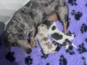 miniature dachshund male puppies