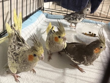 Cockatiel – cockatiel birds – Arlington