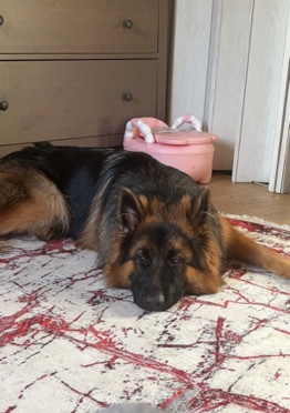 German Shepherd – German Shepherd