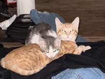beautiful orange cat – Westminster