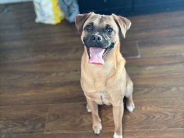 Jack russel pug Toronto/York