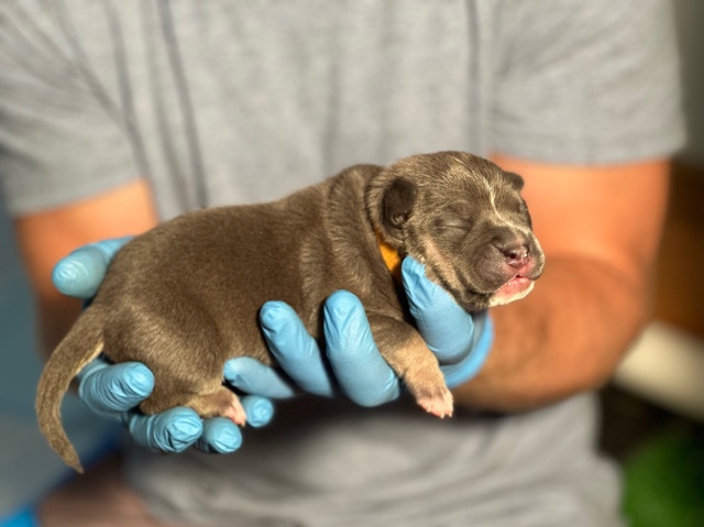 American Pit Bull Terrier – American Bully Pups for sale