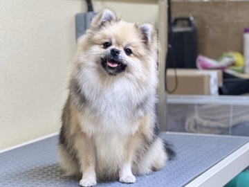 Pomeranian – TEACUP POMERANIAN FEMALE – Abu Dhabi