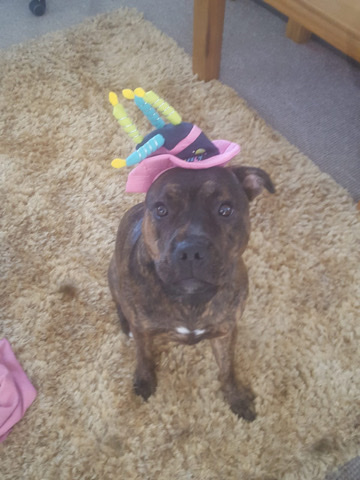 Staffordshire Bull Terrier – Luna