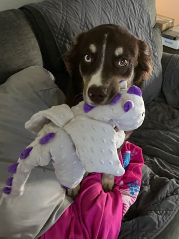 Miniature Australian Shepherd – Mini Australian Shepherd