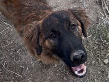 Golden Retriever – German Shepherd/Golden Retriever Pup – Ashburn
